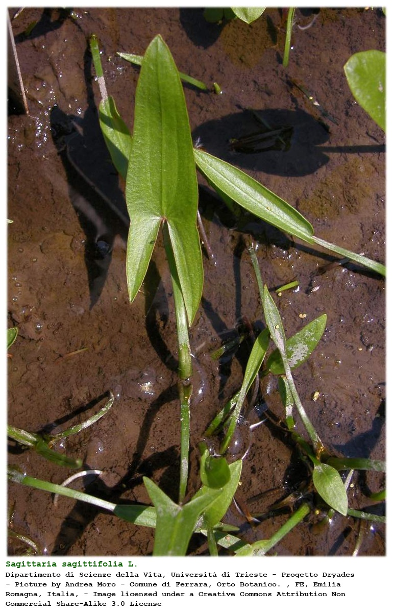 Sagittaria sagittifolia L.